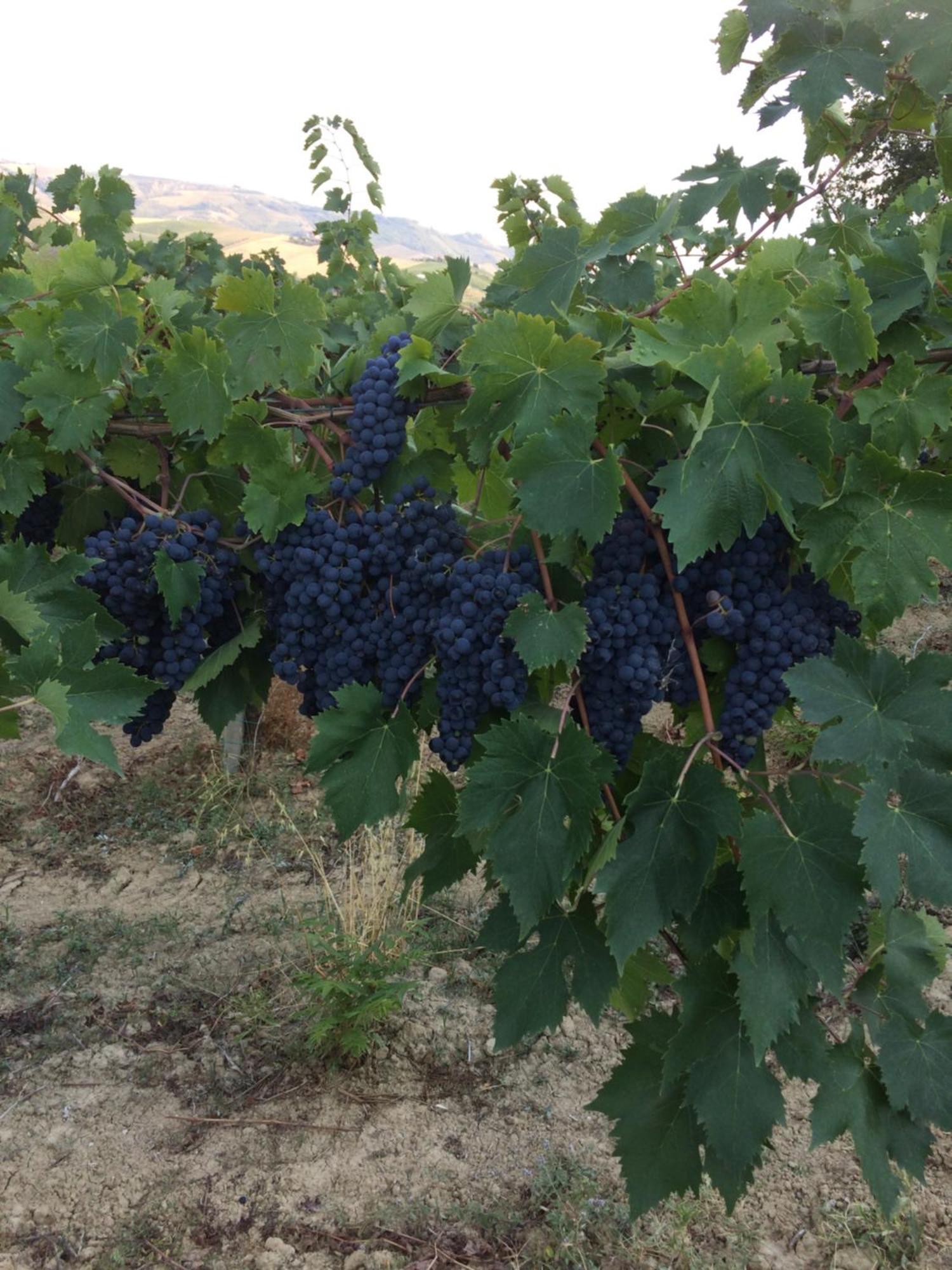 Agriturismo Cerquatonda Montalto delle Marche Bagian luar foto