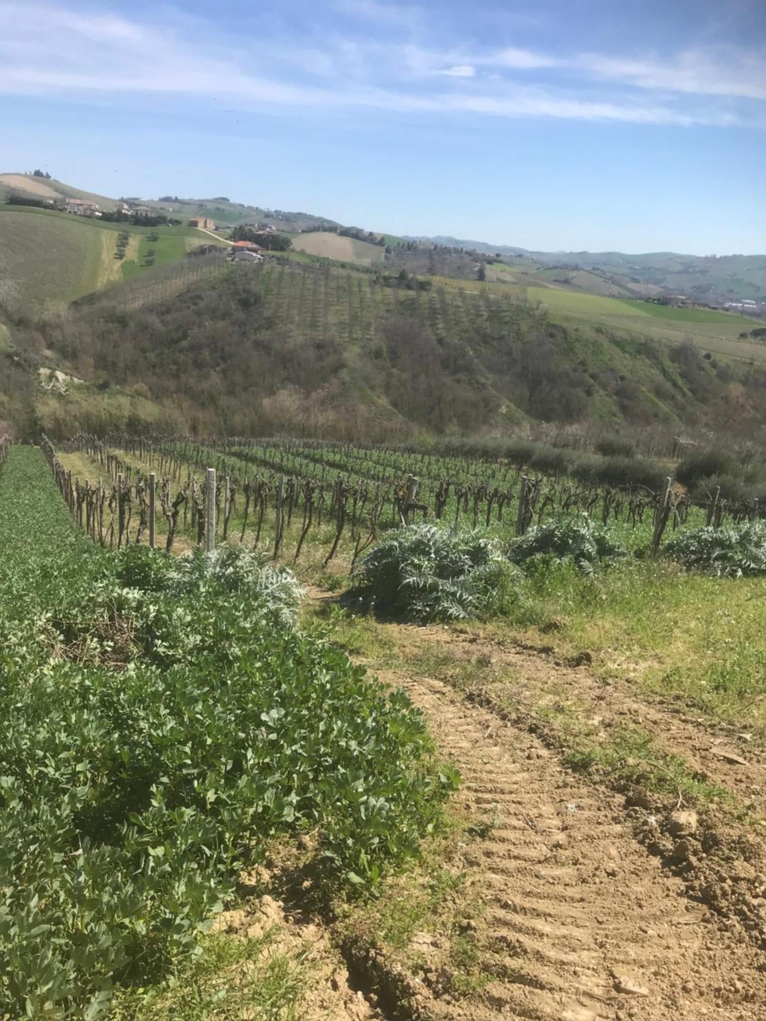 Agriturismo Cerquatonda Montalto delle Marche Bagian luar foto