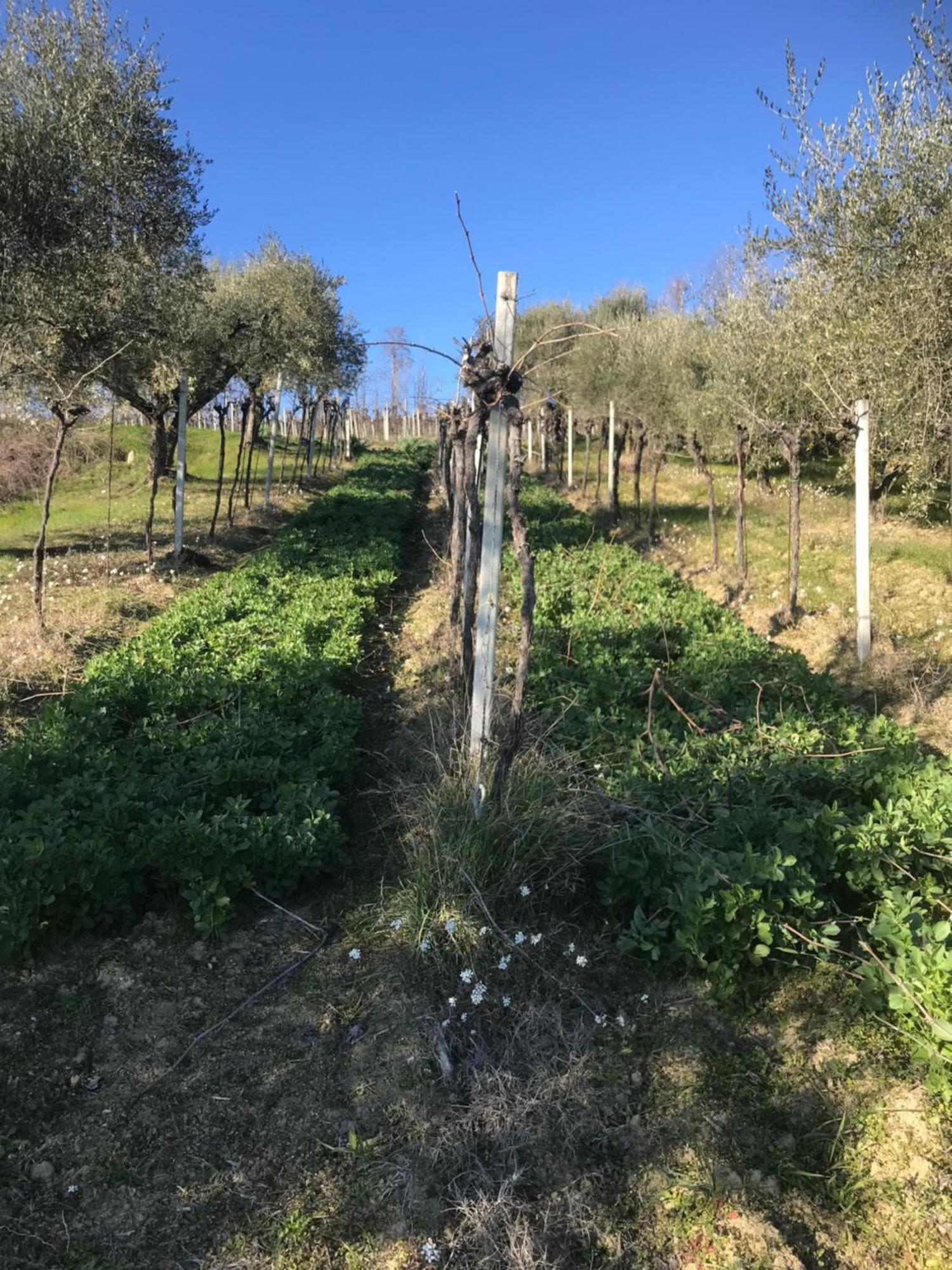 Agriturismo Cerquatonda Montalto delle Marche Bagian luar foto